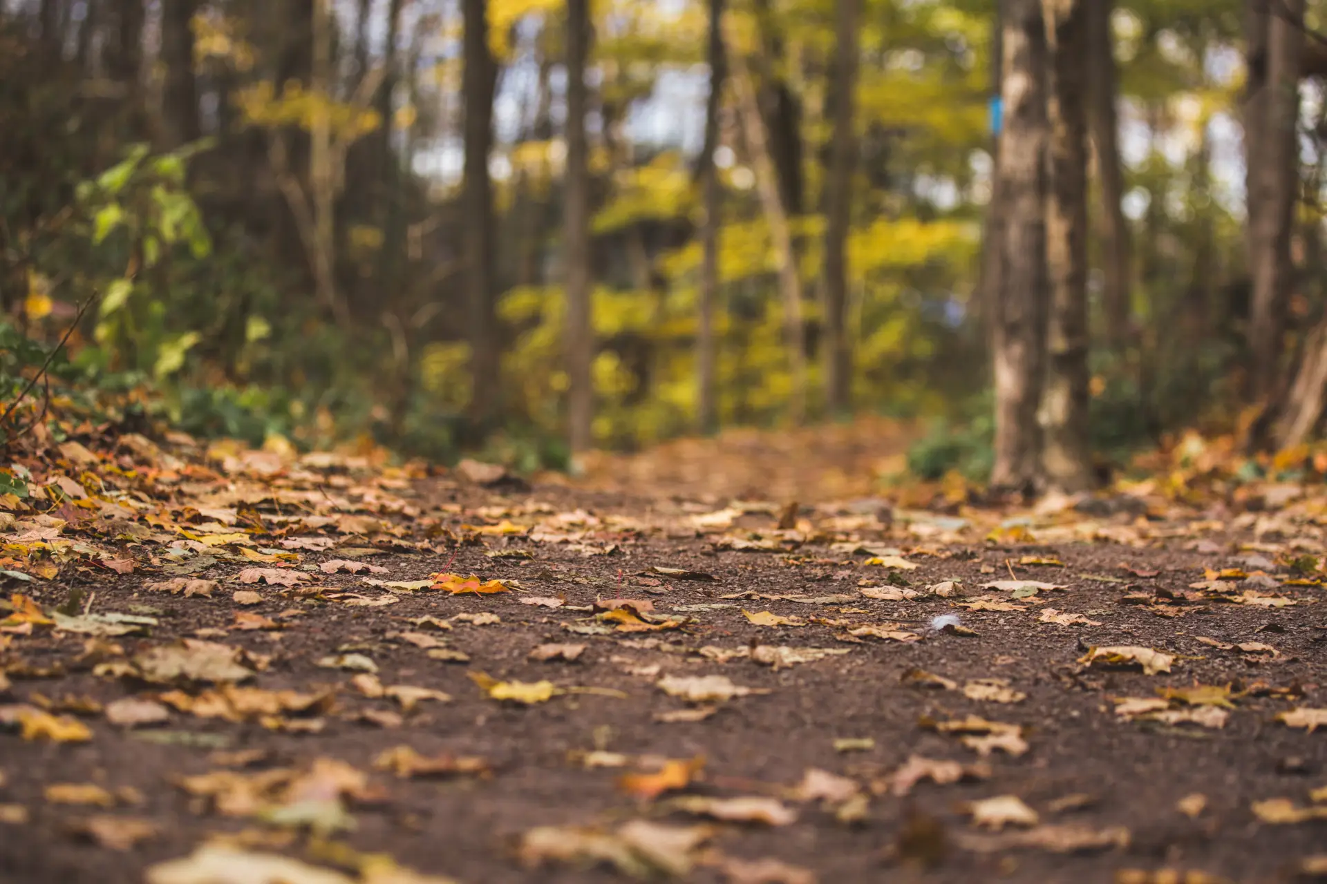 De herfst is begonnen: is jouw woning goed beschermd?