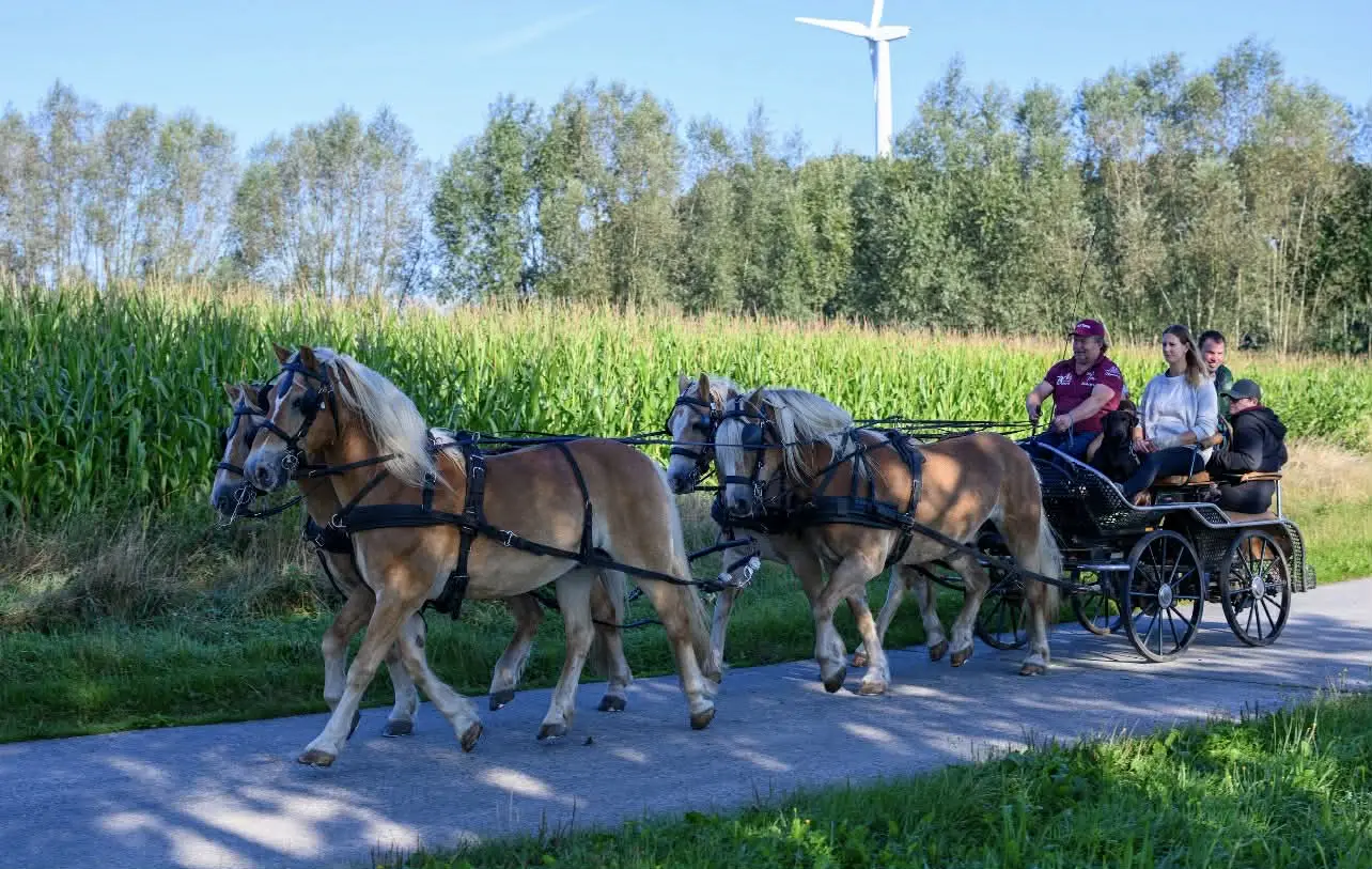 Jaar Van Het Paard