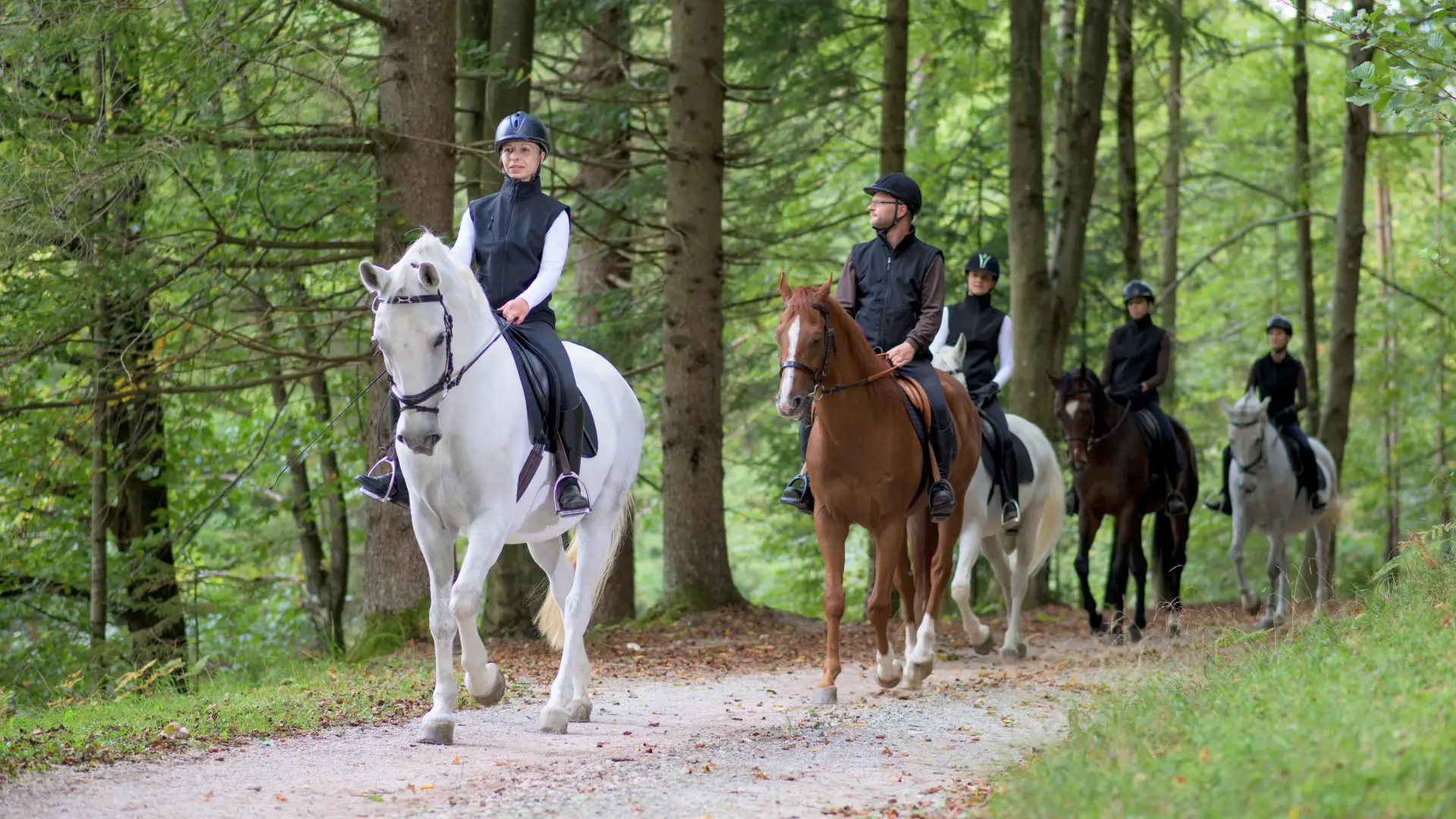 Jaar Van Het Paard